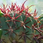 Ferocactus emoryi Fulla