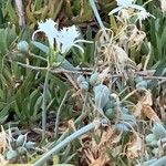 Pancratium maritimumFlors