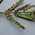 Echinochloa crus-galli Плод