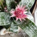 Aechmea fasciataFlower