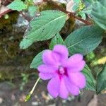 Impatiens platypetala Flower