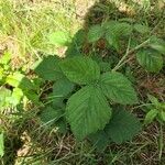 Rubus pruinosusList