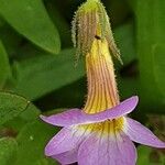 Gratiola linifolia Flor