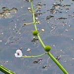 Sagittaria sagittifolia Blodyn