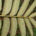 Zanthoxylum ekmanii 葉
