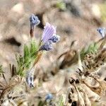 Echium arenarium Flower