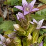 Gentianella ramosa Λουλούδι