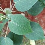 Croton urucurana Leaf