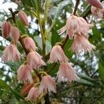 Elaeocarpus reticulatus Floro