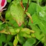 Clarkia amoena Lapas