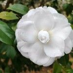 Camellia japonica Flower