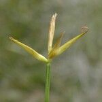 Carex pauciflora Květ