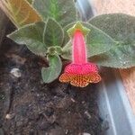 Kohleria amabilis Kvet