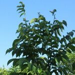 Ulmus rubra Агульны выгляд