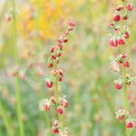 Rumex scutatus Blüte