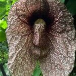 Aristolochia giganteaBloem