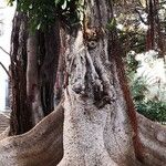 Ficus altissima Кора