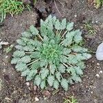 Erodium maritimumLeaf