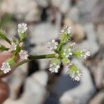 Torilis leptophylla Flors