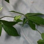 Dalechampia websteri Otro