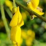 Cytisus nigricans Kvet