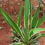 Furcraea selloana Levél