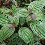 Miconia trichocalyx Folla