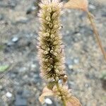 Agastache rugosa Mbuma