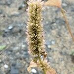 Agastache rugosa Froito