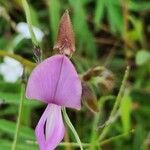 Tephrosia villosa 花