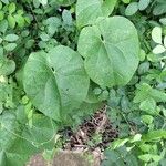 Tinospora cordifolia 葉