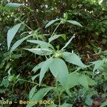 Carpesium cernuum Habit