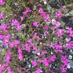Saponaria calabrica Flower
