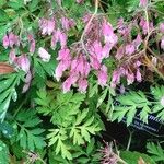 Dicentra formosa 花