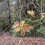 Acer macrophyllum Fuelha