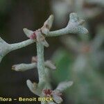 Atriplex pedunculata Diğer