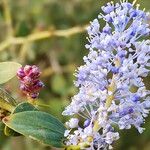 Ceanothus leucodermis Flor