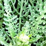 Constancea nevinii Hoja