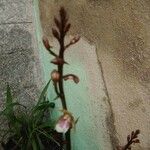 Corallorhiza wisteriana Flor