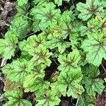 Heuchera americana 葉