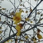 Cochlospermum vitifolium 花