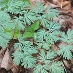 Dicentra canadensis Blatt