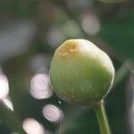 Ficus deltoidea Fruit