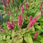 Persicaria orientalis花