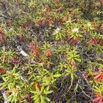 Rhododendron tomentosumLevél