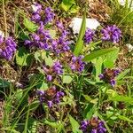 Prunella grandiflora Blomma