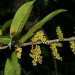 Iryanthera juruensis Fruit