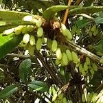 Berberis julianae Fruit