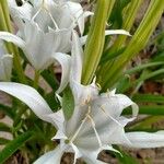 Hymenocallis littoralisFleur