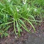 Allium triquetrum Συνήθη χαρακτηριστικά